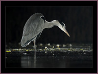 Images - Slide Show (2)