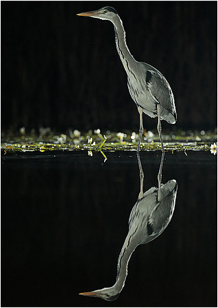 775x1096-300px_N7A1125
