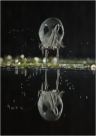775x1096-300px_N7A1188