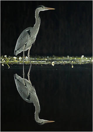 775x1096-300px_N7A1128